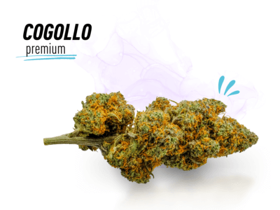 comprar gorilla mandarine cbd valencia