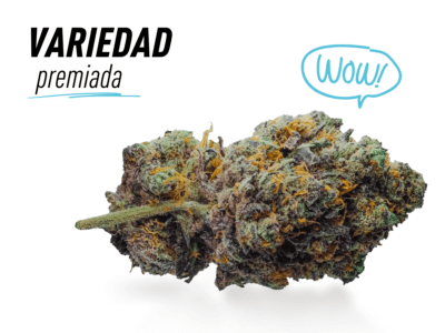 comprar purple haze cbd valencia