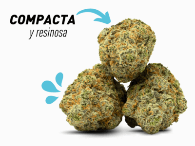 comprar strawberry cbd valencia